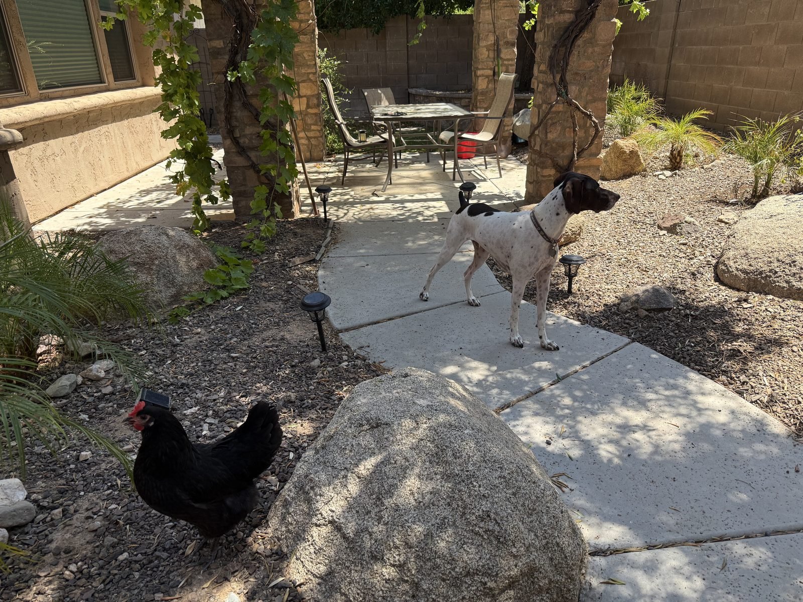 Finn standing on point on the garden path while Sola forages nearby in the backyard