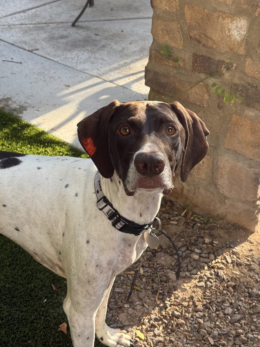 Finn, a brown-and-white pointer, head tilted, looking up