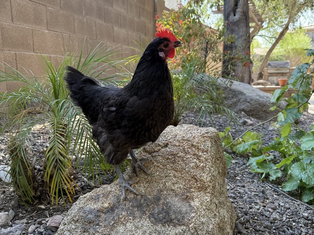 Sola, a black hen, perched on a boulder in the backyard