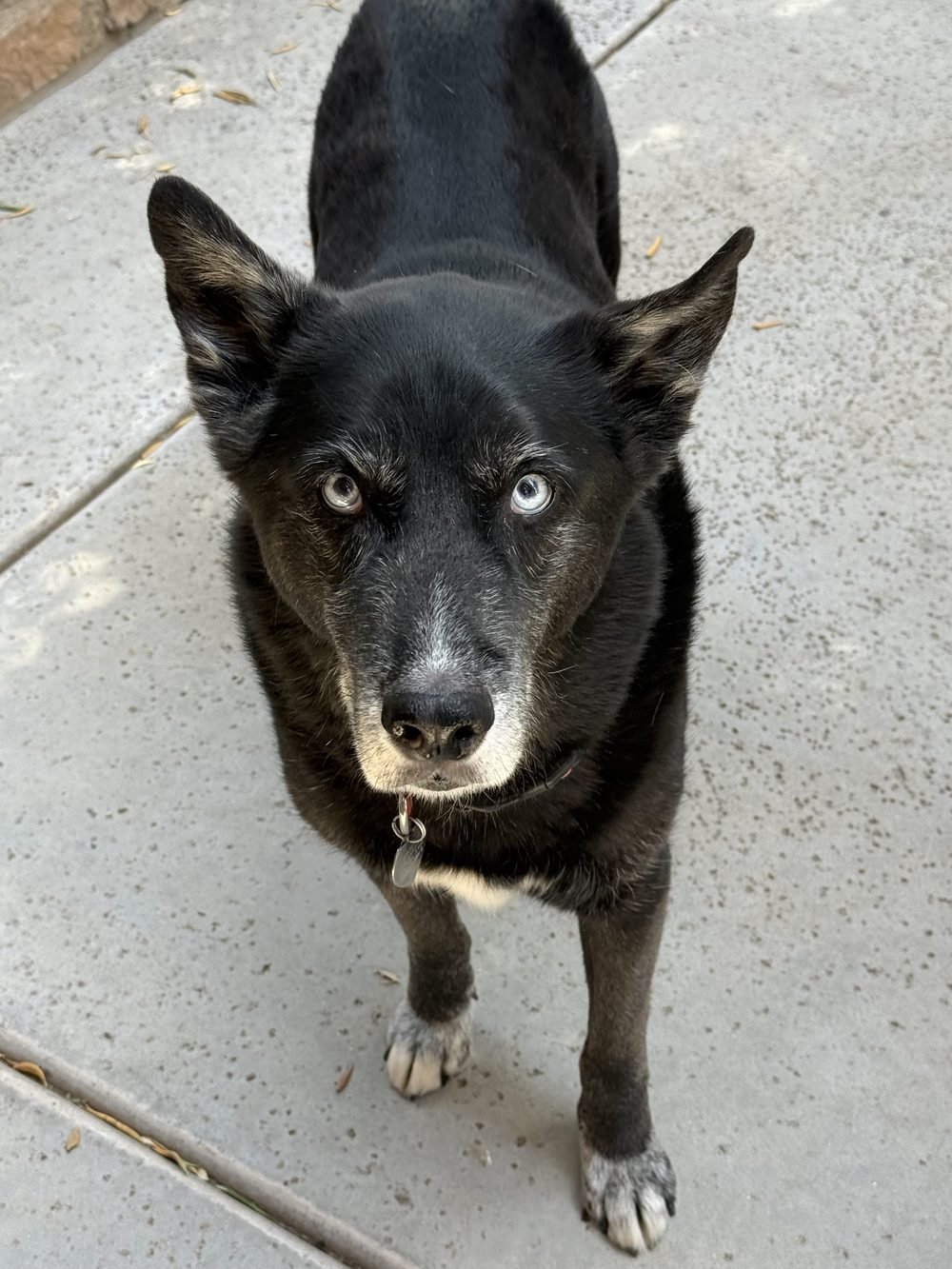 Vader, a black dog with pale blue eyes, looking up at the camera